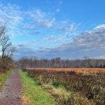 Autumn landscape with a dirt path beside a field of tall, brown grasses under a blue sky.
