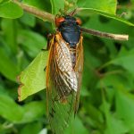 Black and orange dragonfly resting on green foliage in a natural setting.
