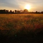 Golden sunset over a vast field of tall, sunlit grasses.