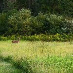 Deer grazes in a sunlit meadow bordered by dense green woods.