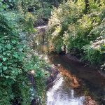 Shallow, rocky stream winding through lush green forest under bright sunlight.