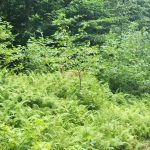 Deer visible among lush green ferns and dense forest foliage.