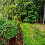 Dirt stream winding through a lush, green forest with dense trees.