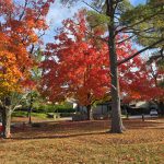 Vibrant autumn foliage in a park setting with tall trees and dry grass.