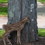White-tailed deer stands near a large tree trunk in a grassy park setting.