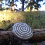Spiral shell resting on a weathered wooden log outdoors in a sunlit, grassy area.