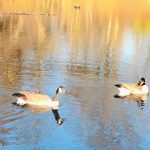 Two geese swim on calm water reflecting a bright, golden sunset sky.
