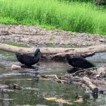 Two black birds swim near a fallen log in a muddy, grassy waterway.