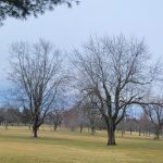 Bare deciduous trees scattered across a grassy, open field under an overcast sky.