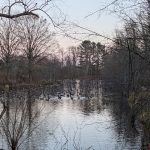 Winter landscape of a calm pond with ducks, surrounded by bare trees and brush.