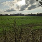 Flock of birds in a green field under a cloudy, bright sky.