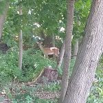 Deer standing in a sun-dappled, leafy woodland area.