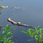 Log floating on calm, dark water with green foliage in the foreground.
