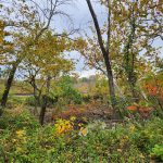 Autumn foliage borders a railway line under an overcast sky.