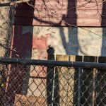 Raccoon on weathered siding near a chain-link fence with tree shadows.