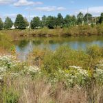 Green pond surrounded by tall grasses and trees under a partly cloudy sky.