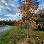 Autumn tree beside a winding gravel road under a dramatic, cloudy blue sky.