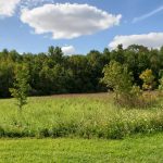 Green field with wildflowers and trees under a partly cloudy blue sky.