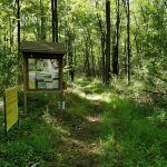 Wooden information kiosk on a dirt trail winding through a lush, green forest.