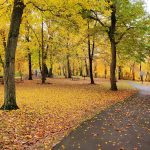 Autumn park scene with vibrant yellow and green trees, fallen leaves covering the ground.