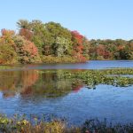 Autumn foliage frames a calm lake dotted with lily pads under a clear blue sky.