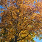 Vibrant yellow and orange autumn foliage on a large deciduous tree under a bright blue sky.