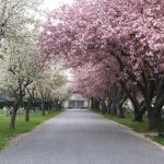 Cherry-blossomed trees line a quiet cemetery path in spring.