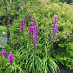 Vibrant purple flower spikes rise from lush green foliage against a backdrop of dense summer shrubs.