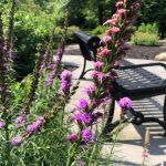 Purple wildflowers bloom in a lush garden setting with dark metal furniture visible.