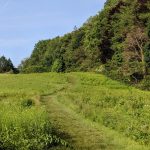Dirt path winding through a grassy field toward a dense, green hillside forest.