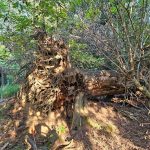 Large, weathered tree stump with exposed roots in a sun-dappled forest setting.