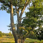 Large, mature tree stands in a sunny field with green foliage and distant landscape.