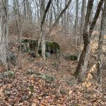 Bare trees and rocky terrain in a deciduous forest during late autumn.