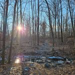 Winter forest scene with sunlight filtering through bare trees and a small stream.