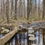 Stream flowing through a sparse, wintry forest with fallen logs and rocks.