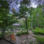 Wooded area with a rustic gazebo nestled among tall green trees and undergrowth.