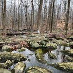 Rocky stream flowing through a dense, wintry forest landscape.