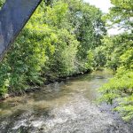 Stream flowing through a dense, lush green forest canopy on a bright day.