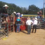 Rodeo event with cowboys and onlookers near chutes under a bright blue sky.
