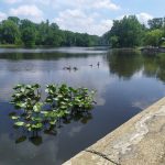 Still pond with lily pads, ducks swimming, and trees lining the distant shore.