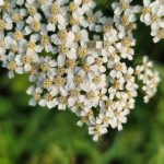 Cluster of small white flowers blooming on a green plant against a blurred natural background.