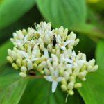 Small white flower cluster with a tiny black insect on vibrant green foliage.