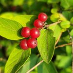 Red berries growing on a leafy green branch in bright sunlight.