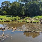 Small stream flowing through a grassy area with dense trees in the background.