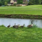 Group of geese grazing near a pond with a large building in the background.