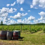 Vineyard rows under a bright, cloudy blue sky with oak barrels in the foreground.