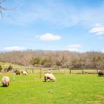 Flock of sheep grazing in a green pasture under a bright, partly cloudy sky.