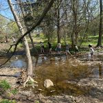 Children wading and exploring a shallow, rocky creek surrounded by woods on a sunny day.