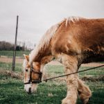 Brown horse grazing in a grassy field near a wire fence under an overcast sky.