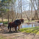 Brown horse wading in a shallow creek with a cowboy nearby in a wooded area.
